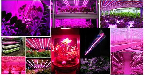 لامپ ال ای دی led برای رشد گیاه