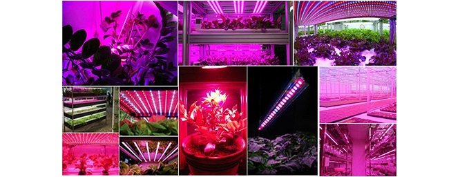 لامپ ال ای دی led برای رشد گیاه